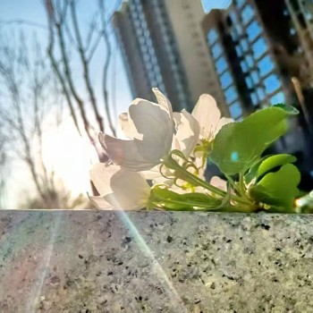 [摄影] 光芒中的纯洁