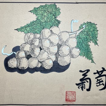 [静物速写] 葡萄