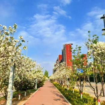 [摄影] 海棠小路