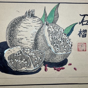 [静物速写] 石榴